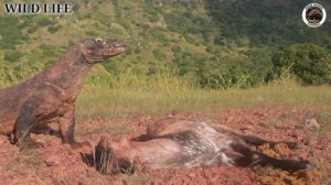 FULL VIDEO ||| Komodo Dragon Eats Resident Goat