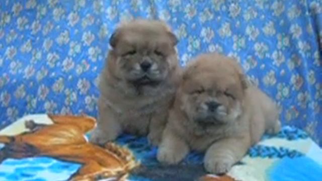 kennel Prim s Krasnoi Gorki. Чау Чау,девочки смотреть онлайн