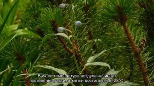 Канарские острова (погода по месяцам): климат и температура воды на Канарах