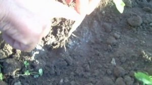 Эффективная защита рассады помидор от медведки. Effective protection of tomato seedlings from a bea