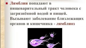 Значение простейших в природе и жизни человека