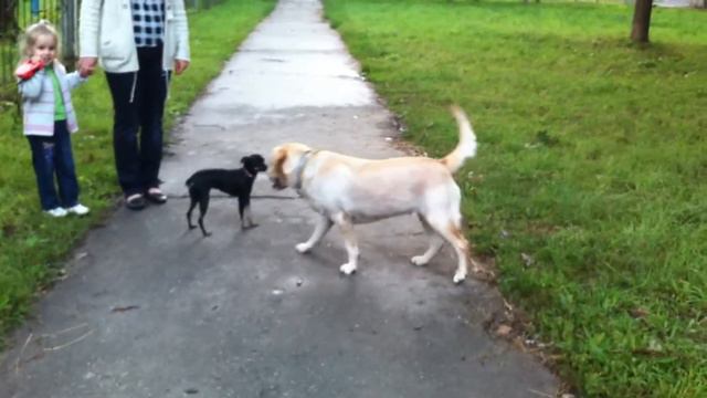 Той VS лабрадор смотреть онлайн