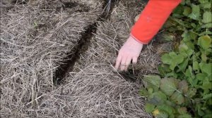 Le Potager du Paresseux : le printemps viendra ; comment peut on semer dans le foin ?