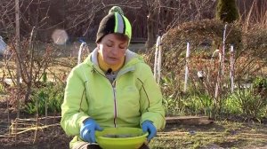 Как сажать лук севок