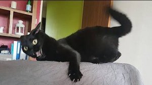 Веселые коты и кошки подборка #11
