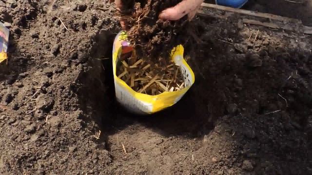 Как защитить рассаду от медведки (cricket). Часть 1. смотреть онлайн