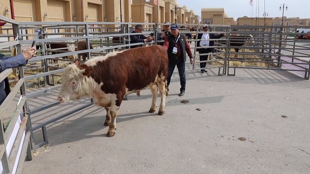 Бой быков в Туркестане смотреть онлайн
