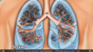 Развивашки для детей. Как устроен человек. Легкие.