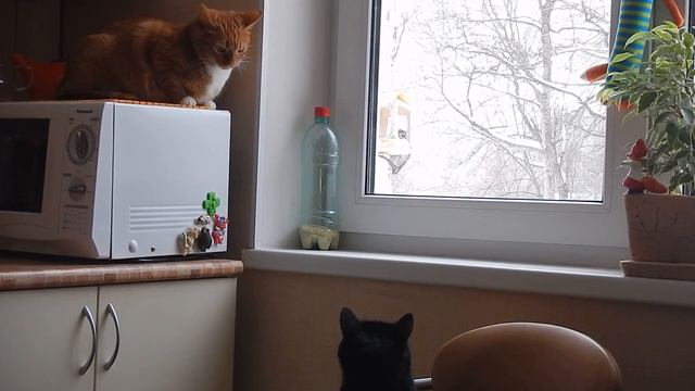 Видит око, да зуб неймет! смотреть онлайн