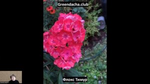 Яркие флоксы, обзор 4 сортов: Одиль, Эсмеральда, Тимур, Анкатор Джус.