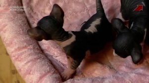 Смена логотипа на обычный (Домашние животные, 25.01.2023)