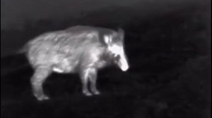 Бесстрашный Кабан, гляделка Pulsar Helion XQ 28