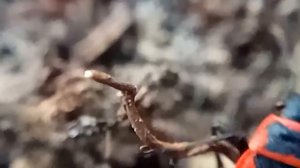 ЖУК-СОЛДАТИК (клоп-солдатик) firebug SLOW MOTION, Макросъемка, слоу моушн