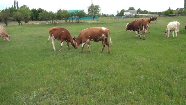 ВыБИЛИ ВОРОТА и УШЛИ! Мой МАСИК смотреть онлайн