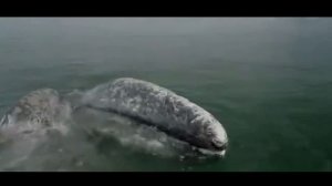 САМЫЕ БОЛЬШИЕ МОРСКИЕ ЖИВОТНЫЕ