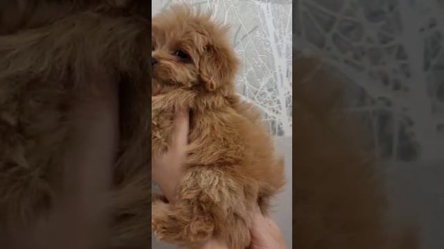 Девочка мини мальтипу ❤ смотреть онлайн