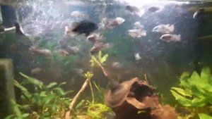 Аквариумное хозяйство(мальки бирюзовой акары)часть 2.