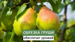 Правильная обрезка груши весной.  Мастер класс