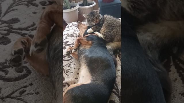 кошка облизывает собаку смотреть онлайн