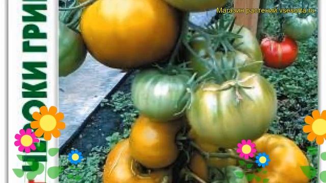 Томат Чероки Грин Золотой. Краткий обзор, описание solanum lycopersicum Cheroki Green Zolotoj смотреть онлайн