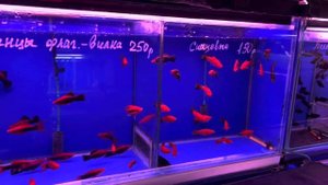 ПТИЧИЙ РЫНОК САДОВОД МОСКВА (ОСЕНЬ-ЗИМА 2023) l ЕСТЬ ЧТО-ТО ИНТЕРЕСНОЕ? l КАЖДЫЙ РАЗ ОДНО И ТО ЖЕ