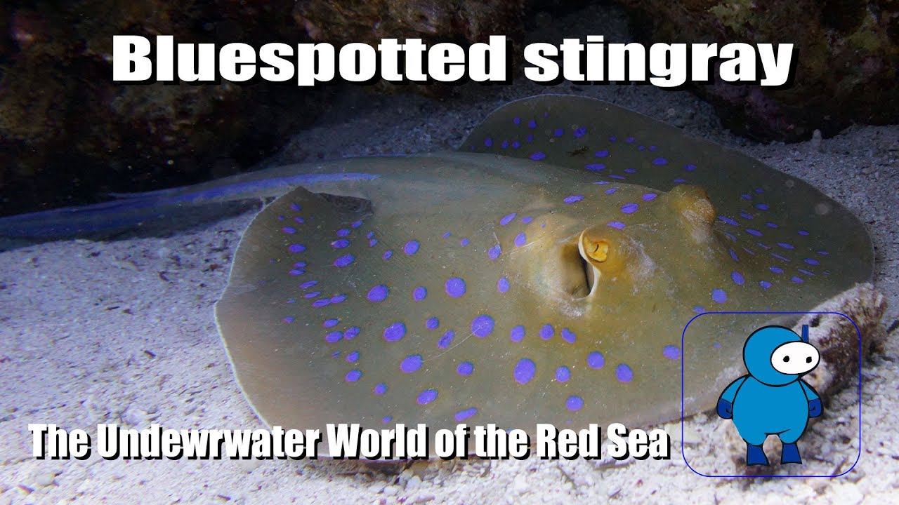 Подводный мир Красного моря. Пятнистый скат или Тэниура-лимма. Blue spotted stingray смотреть онлайн