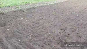 Отличная? всхожесть семян моркови свеклы и других культур.