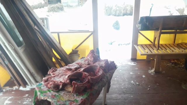 Забой поросёнка. Справляемся сами.