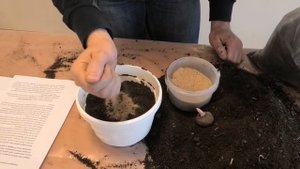 ЦветСовет. Аморфофаллус