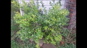 ? My Suburban Garden: Sarcococca, (Himalayan) Sweet Box