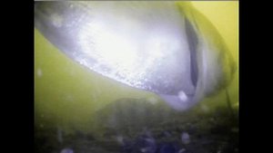 Подводное видео толстолобик.