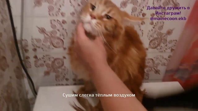 Как помыть мейнкуна в домашних условиях