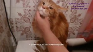 Как помыть мейнкуна в домашних условиях