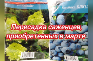 Пересадка саженцев, приобретенных в марте