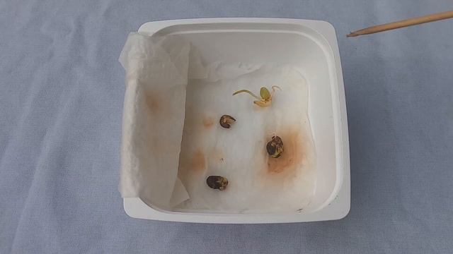 How to Grow Lanzones Seeds (aka Longkong or Langsat) смотреть онлайн