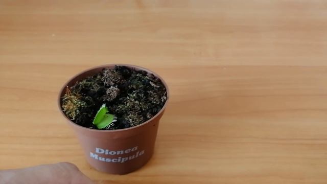 МУХОЛОВКА КУШАЕТ МУХУ | ЗОМБЯШ КОРМИТ ЗУБАСТИКА | ВЕНЕРИНА МУХОЛОВКА