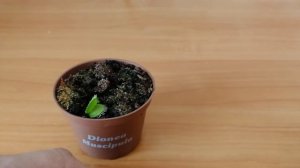 МУХОЛОВКА КУШАЕТ МУХУ | ЗОМБЯШ КОРМИТ ЗУБАСТИКА | ВЕНЕРИНА МУХОЛОВКА