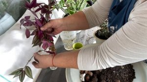 ДОЛГОЖДАННАЯ посадка черенков КОМНАТНЫХ РАСТЕНИЙ