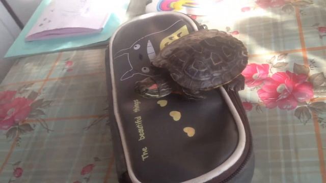 МОЯ ЧЕРЕПАШКА ЮНИ❤?✨ смотреть онлайн