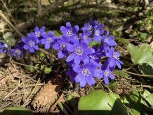 Поездка за печёночницами для пополнения своей коллекции