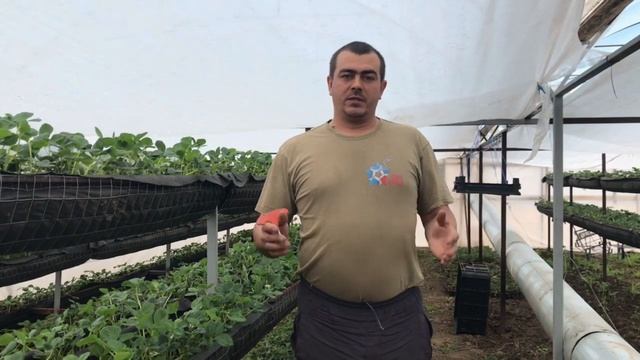 Зеленый лук. Агросопровождение от компании Супер Агро. Препараты Biolchim. СУПЕР УРОЖАЙ ЛУКА.