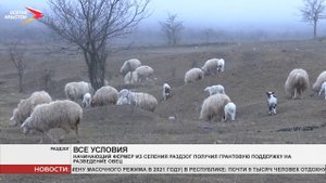 Начинающий фермер из селения Раздзог получил грант на разведение овец