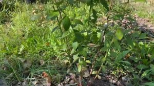 Голубика трехлетки от питомника Сад Полтавы. Новые приросты на саженцах весенней посадки