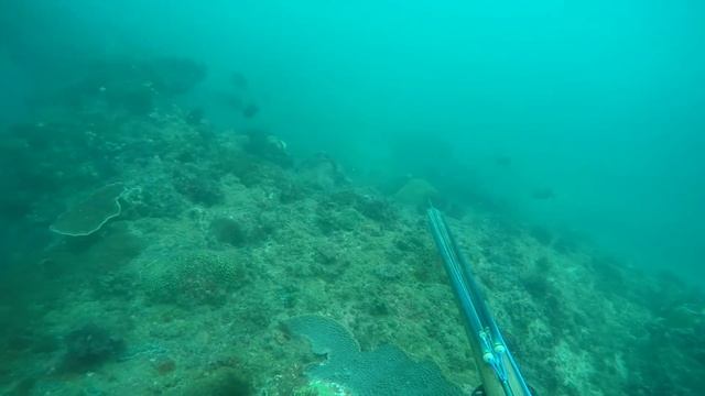 spearfishing in bali | solo spearfishing with kayak | (hunting maori seaperch) смотреть онлайн