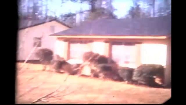 8mm #10: Georgia - 1983-84 смотреть онлайн