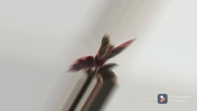 Ficus elastica ruby