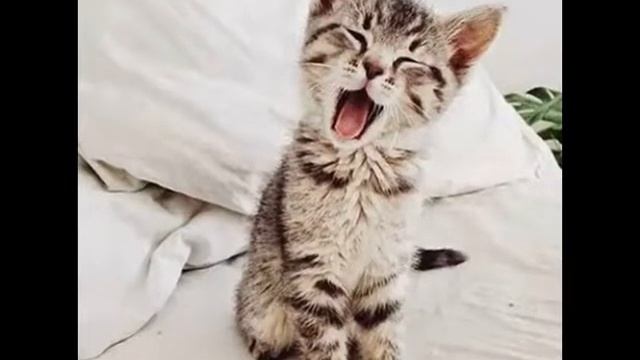 Красивые существа котики, белочки, собачки. смотреть онлайн