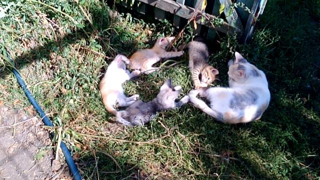 Мои котятки смотреть онлайн