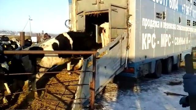 Транспортировка животных - Перевозка КРС МРС Скотовозами по РФ и СНГ!
