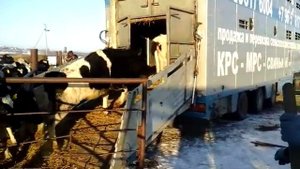 Транспортировка животных - Перевозка КРС МРС Скотовозами по РФ и СНГ!